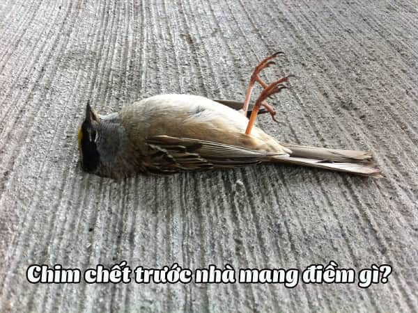 Chim chết trước cửa nhà