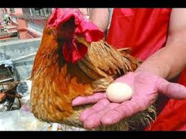 Gà trống đẻ trứng tốt hay xấu?