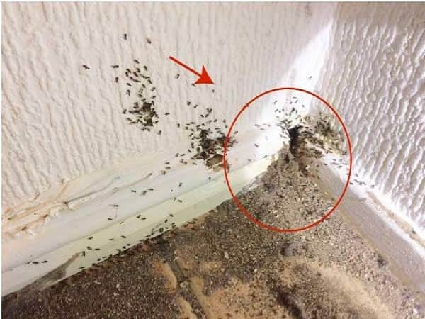 kiến làm tổ trong nhà