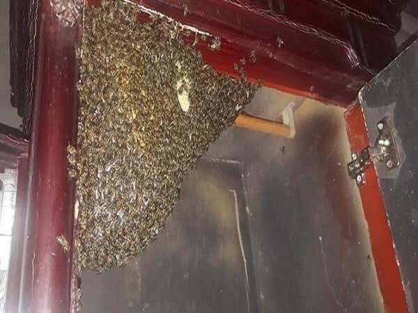 Ong làm tổ trong nhà tốt hay xấu