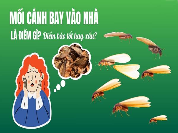 Giải mã điềm báo mối bay vào nhà là điềm gì?