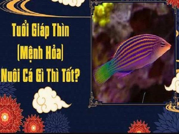 Tuổi Giáp Thìn (1964) – Mệnh Hỏa hợp nuôi cá gì?