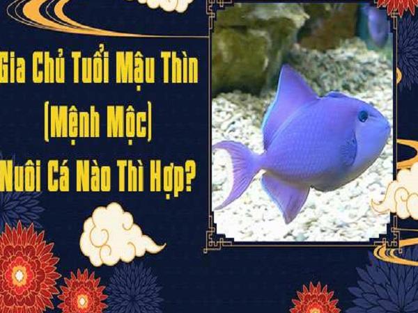 Tuổi Mậu Thìn (1988) – Mệnh Mộc hợp nuôi cá gì
